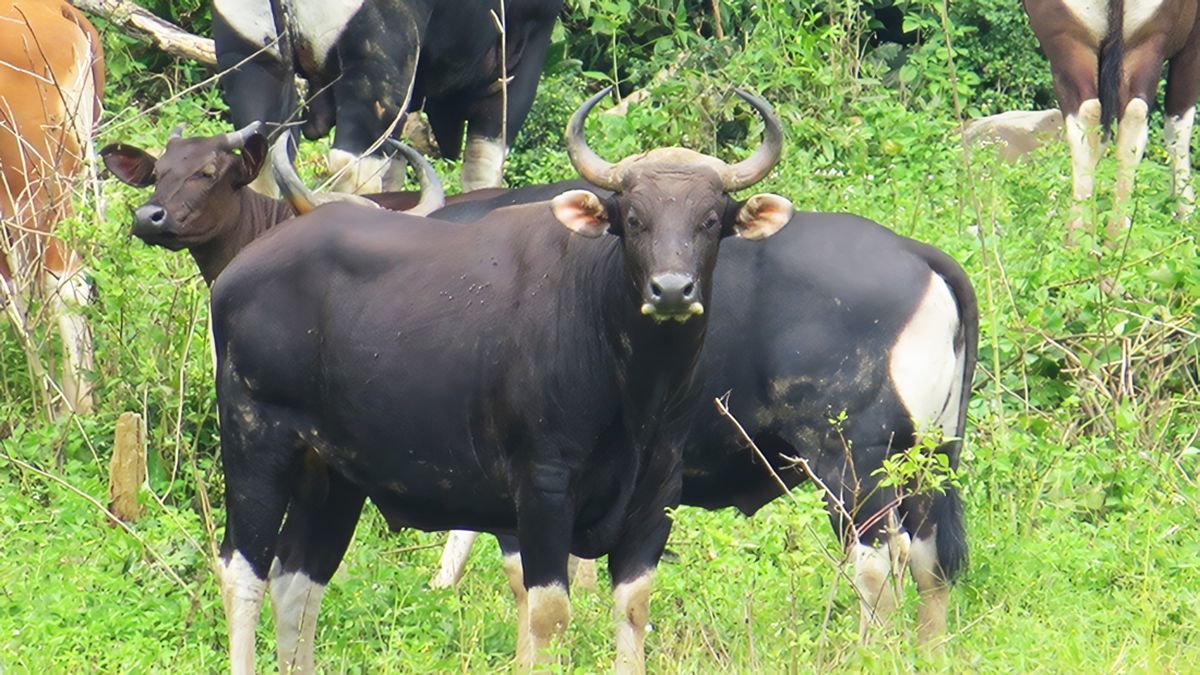 Reintroduksi Banteng Jawa di Pangandaran: Harapan Baru untuk Spesies Critically Endangered