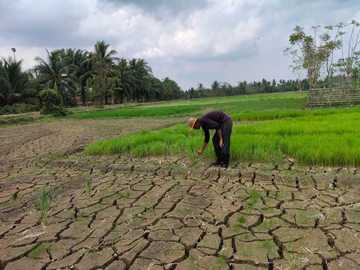 Rp336 Miliar Dialokasikan Kementan untuk Optimasi Sawah Terdampak Banjir di Sumatera