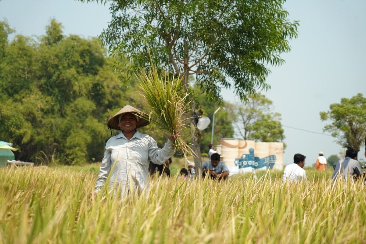 Antisipasi El Nino, Kementan Dorong Petani Gunakan Benih Padi Genjah