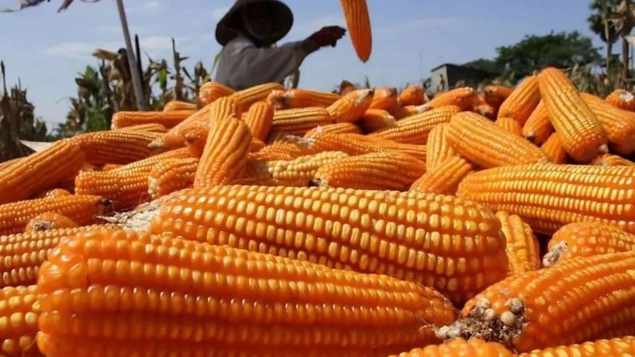 Inpres 3/2026 Dukung Petani Jagung dan Stabilisasi Harga Pakan Ternak