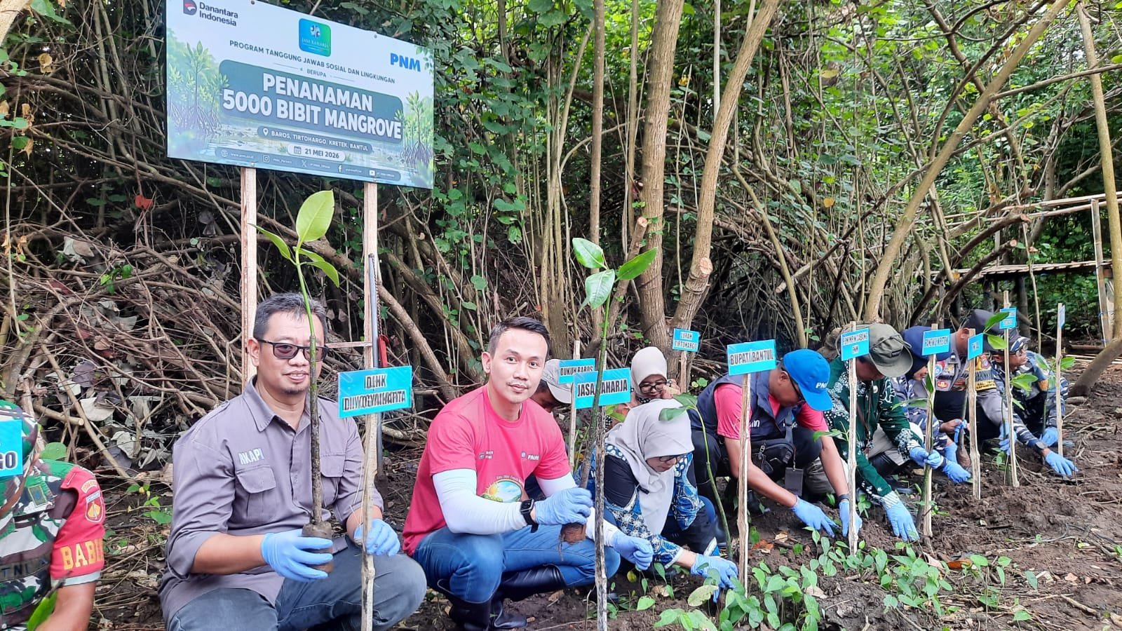 Jasa Raharja DIY dan PNM Tanam 5.000 Mangrove, Wujud Nyata Green Impact untuk Pesisir Bantul