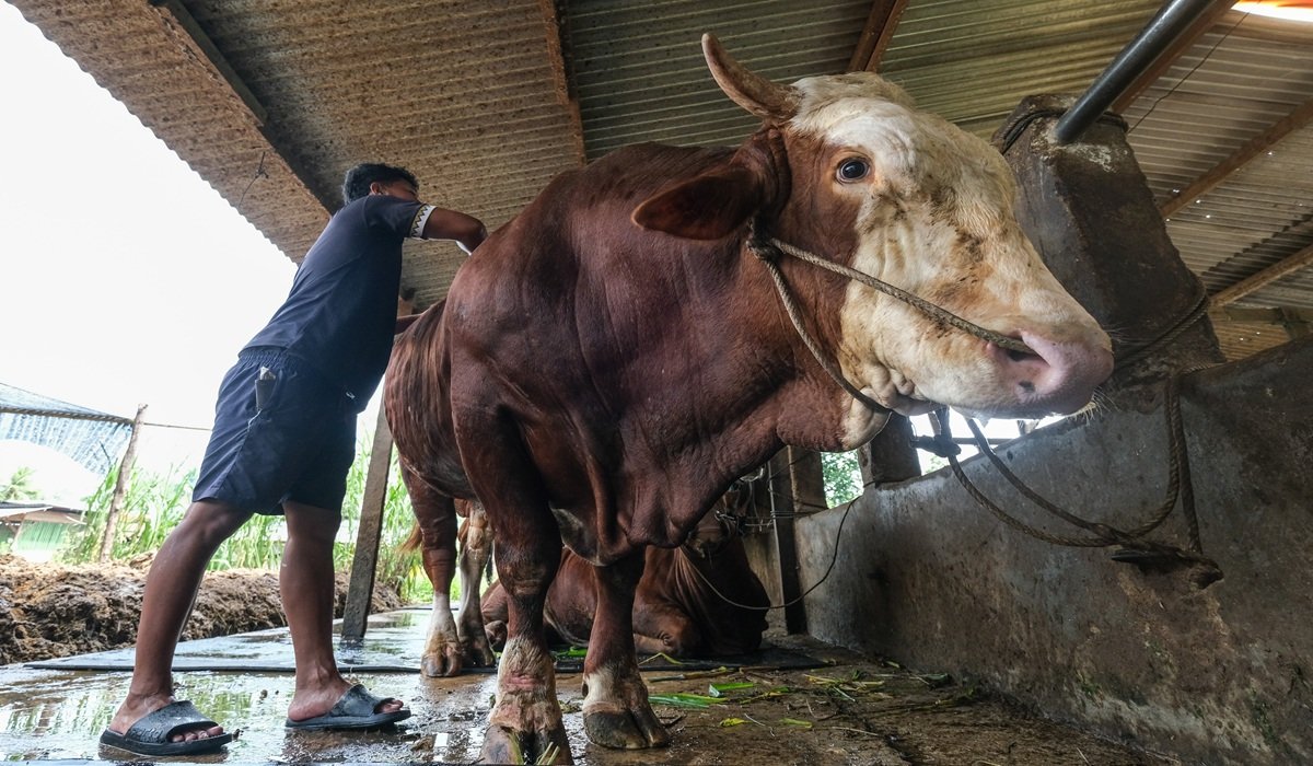 Iduladha 2026, Prabowo Berkurban 1.098 Ekor Sapi untuk Seluruh Indonesia