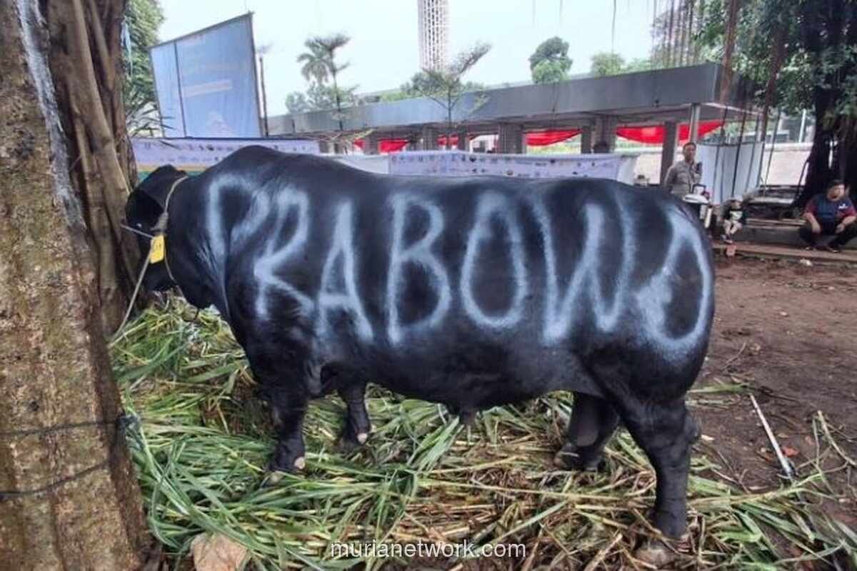 Gerindra Bela Pengadaan 1.098 Sapi Kurban Prabowo, Sebut Sesuai Aturan