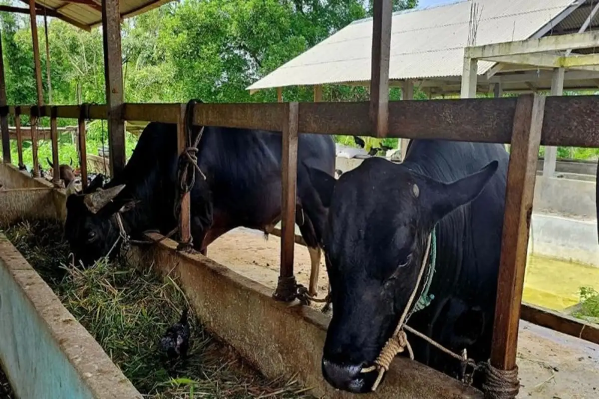 Seskab Teddy Borong 35 Sapi Kurban dari Boyolali untuk Dukung Peternak Lokal