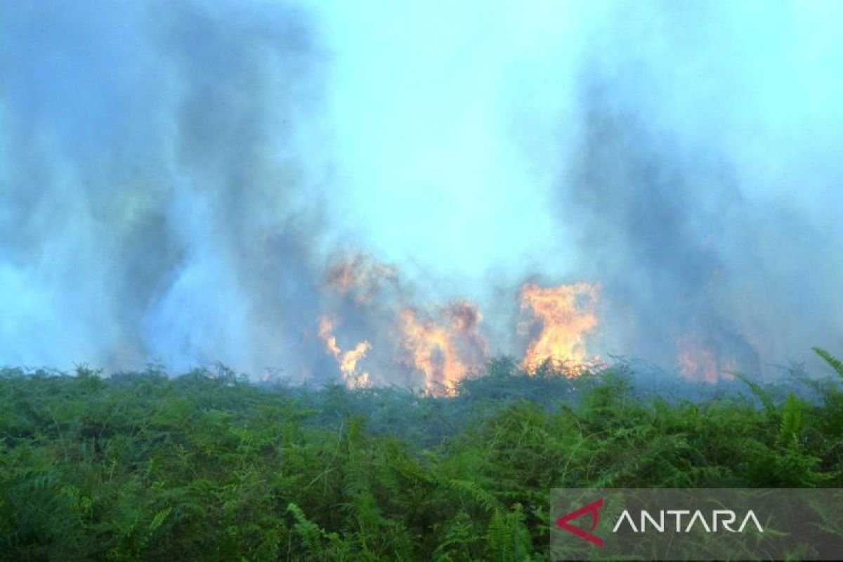 Karhutla Meluas di Aceh Barat, Puluhan Hektare Lahan Terdampak Asap dan Kobaran Api