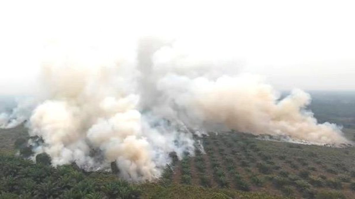Karhutla Meluas di Enam Provinsi, 513,89 Hektare Terbakar di Tanjung Puting