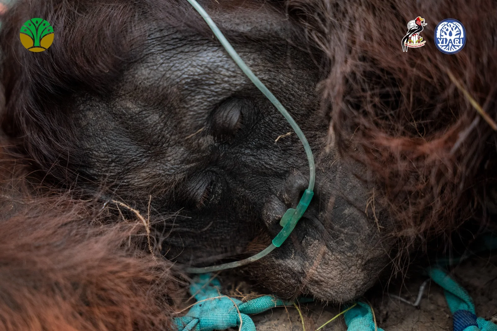 Paparan Asap Karhutla Lebih dari Sebulan, 47 Orangutan di Kalimantan Tengah Sakit